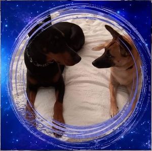 Meet your Posher, Ben